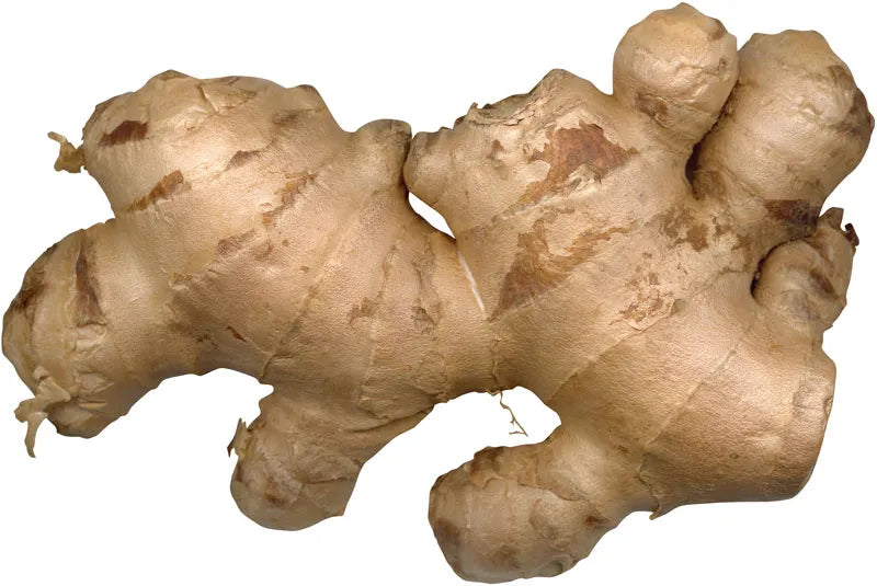 Ginger (Rhizome)