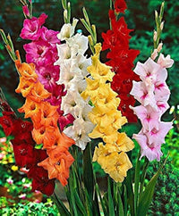 Dwarf Gladiolus Collection
