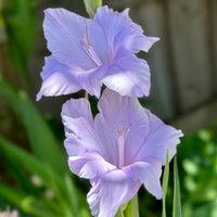 Gladiolus- Milka