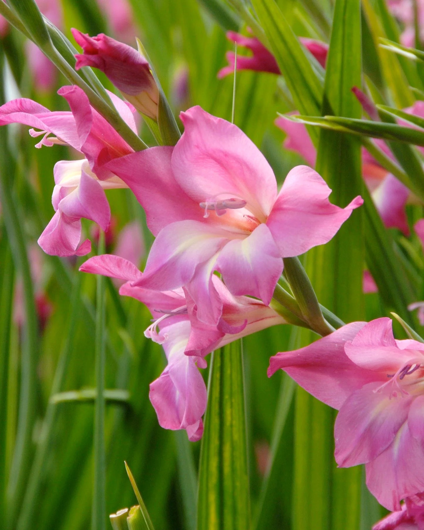 Charming Lady Hardy Gladiolus