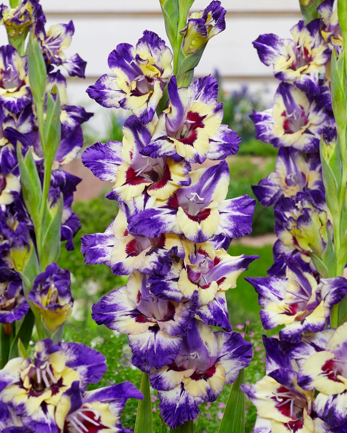 Circus Color Gladiolus
