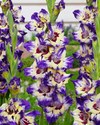 Circus Color Gladiolus
