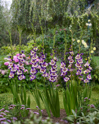 Circus Color Gladiolus