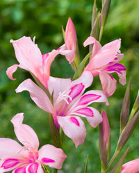 Impressive Hardy Gladiolus