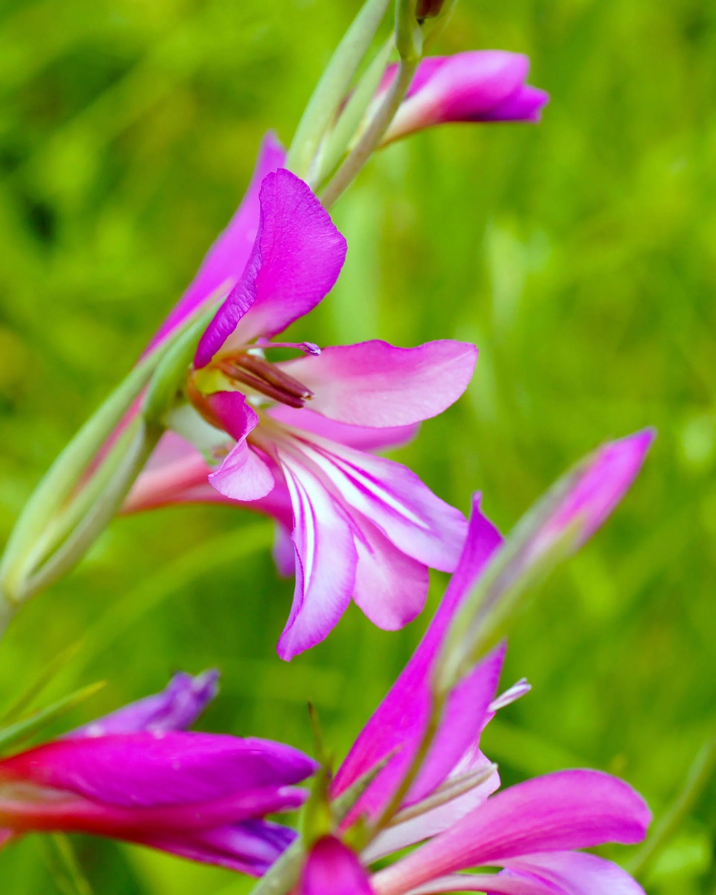 Byzantinus Gladiolus