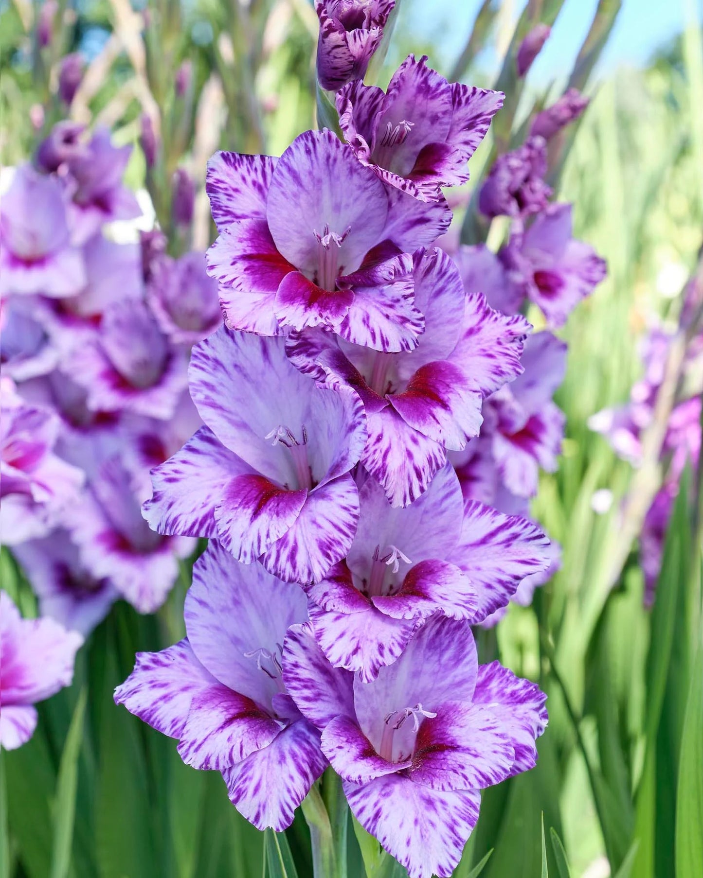 Passos Gladiolus