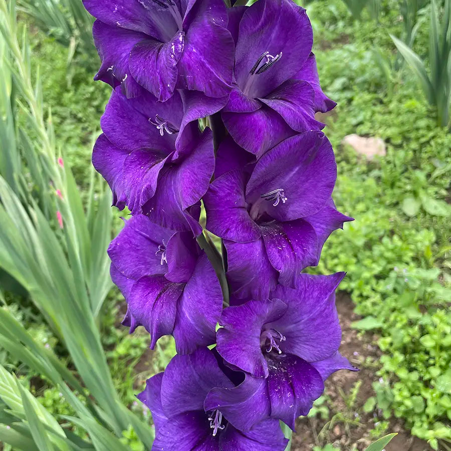 Gladiolus- Purple Flora