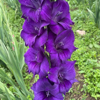 Gladiolus- Purple Flora