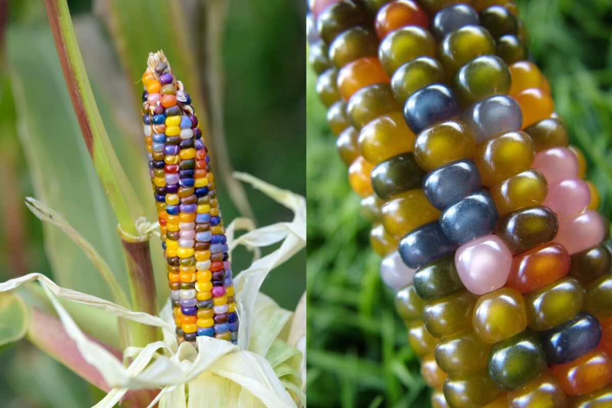 Glass Gem Corn Seed