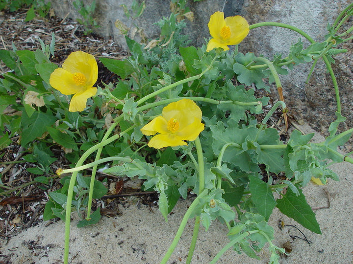 Heirloom Glaucium Flavum Flower Seeds for Planting, Non-GMO