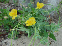 Heirloom Glaucium Flavum Flower Seeds for Planting, Non-GMO