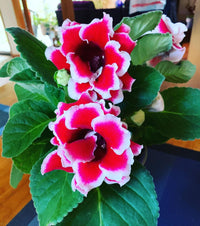 Heirloom Non-GMO Gloxinia Flower Seeds for Planting – Vibrant Indoor Blooming Houseplant Seeds - Non-GMO for planting in home garden