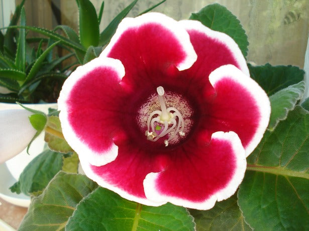 Heirloom Non-GMO Sinningia Gloxinia Flower Seeds for Planting – Tropical Blooming Garden Seeds - Non-GMO for planting in home garden