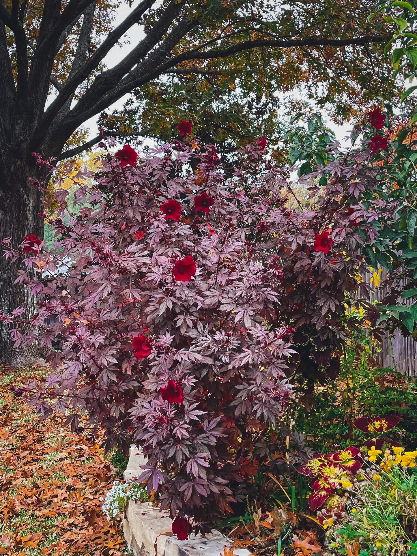 Mahogany Splendor – Hibiscus Seed
