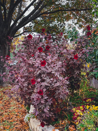 Mahogany Splendor – Hibiscus Seed