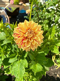 Painted Madam Dahlia