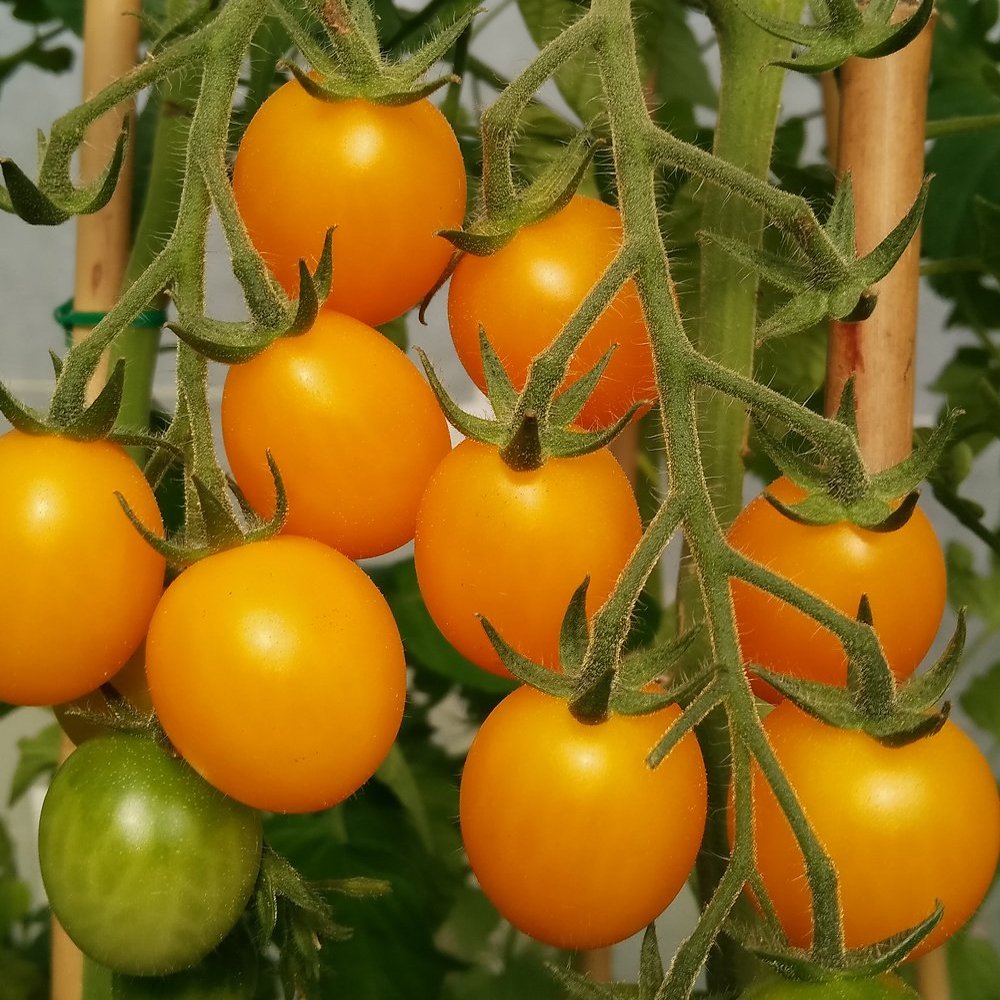Gold Nugget – Organic Tomato Seed