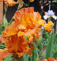 Golden Panther Bearded Iris Seeds