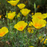 Californian Poppy- Golden West