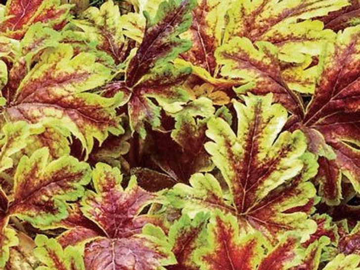 Gold Zebra Foamy Bells