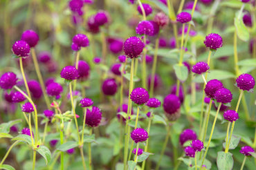 Globe Amaranth- Tall Purple