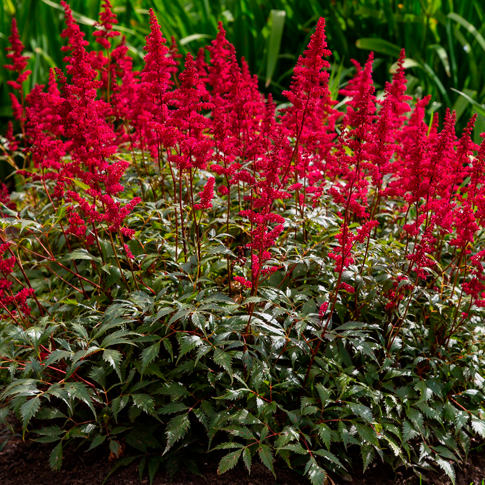 Granat Astilbe