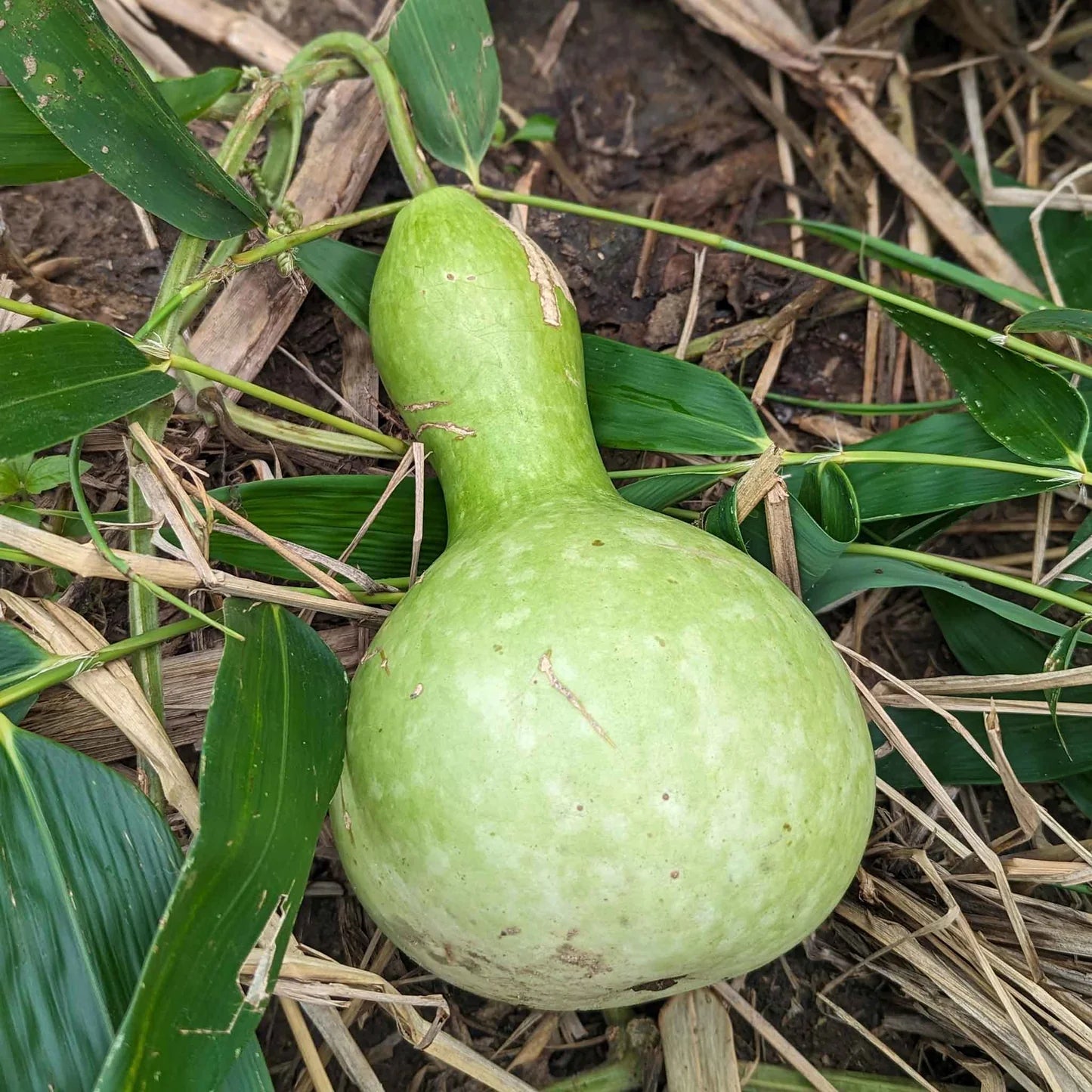 Bottle or Birdhouse – Gourd Seed
