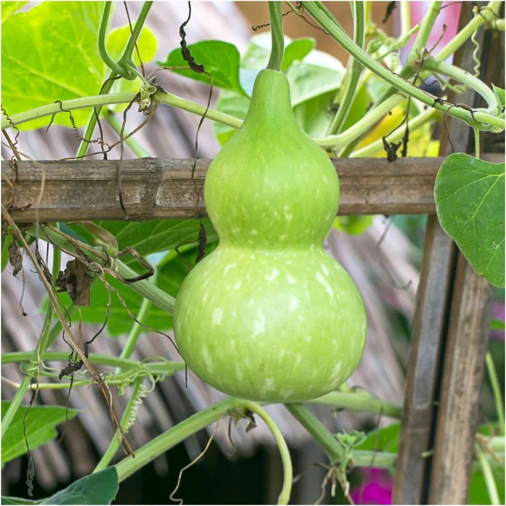 Bottle or Birdhouse – Gourd Seed
