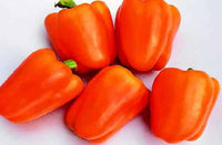 Gourmet – Bell Pepper Seed