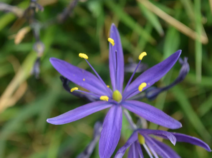 Camassia Flower Seeds, Heirloom, Non-GMO Seeds for Planting