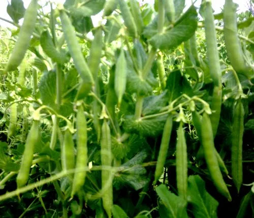 Organic Pea Seed