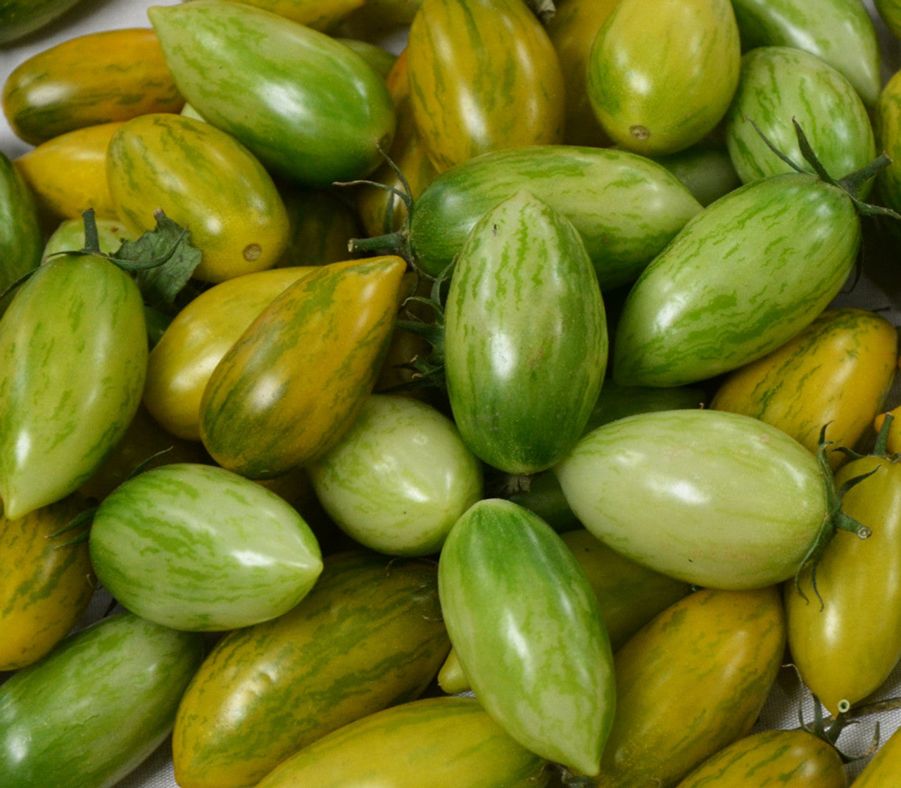 Green Tiger – Organic Tomato Seed