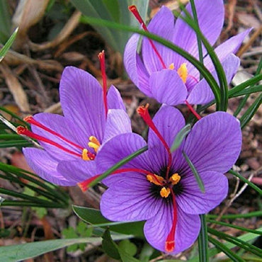 Heirloom Non-GMO Crocus Sativus Flower Seeds for Planting – Saffron-Producing Garden Blooms