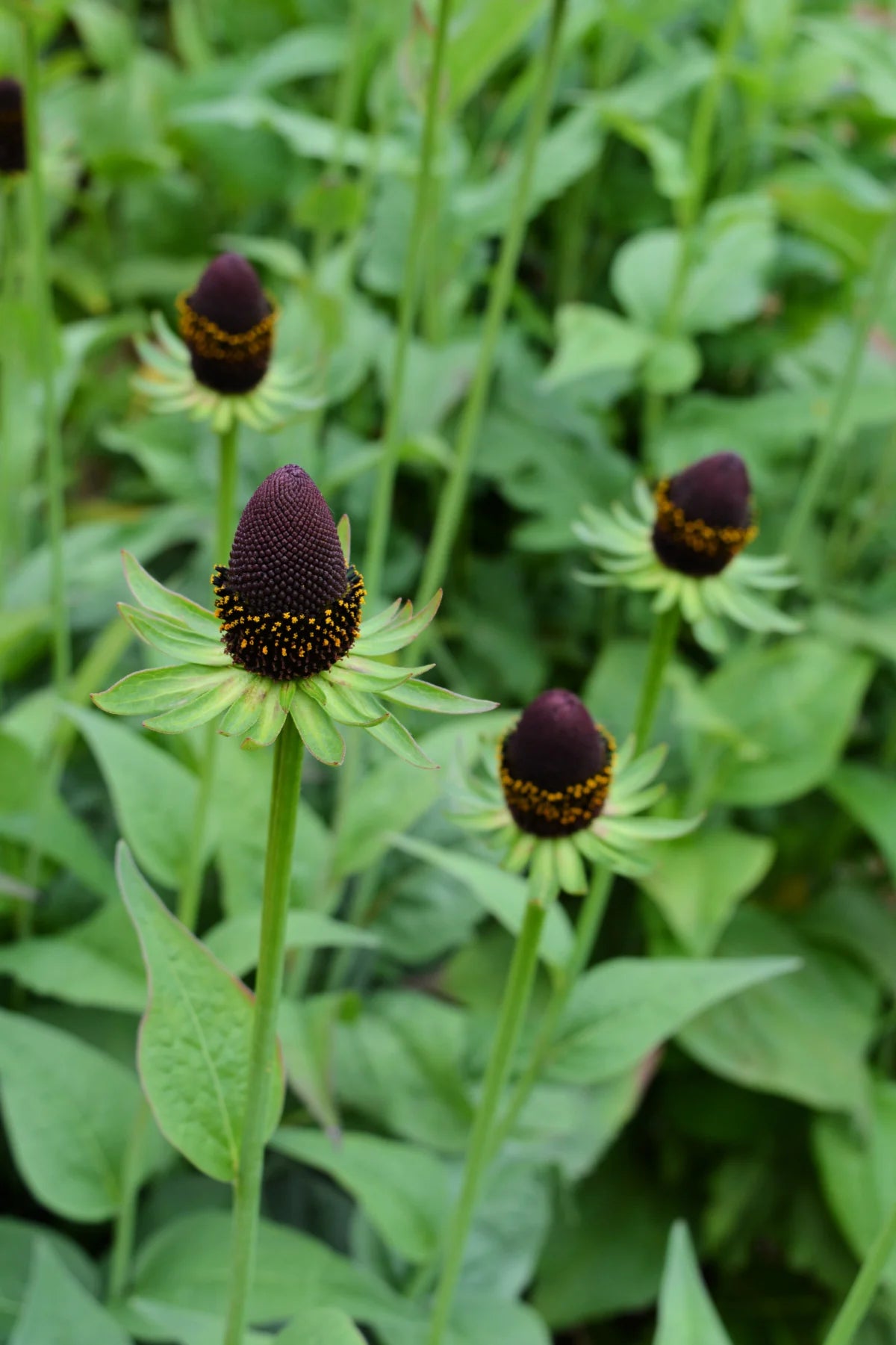 Rudbeckia- Green Wizard
