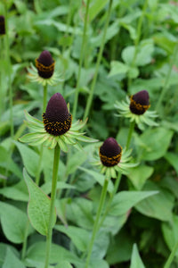 Rudbeckia- Green Wizard
