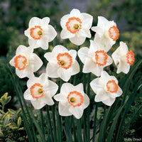 Pink Charm Daffodil Seeds