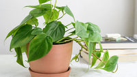Philodendron Plant Seeds for Planting, 100
