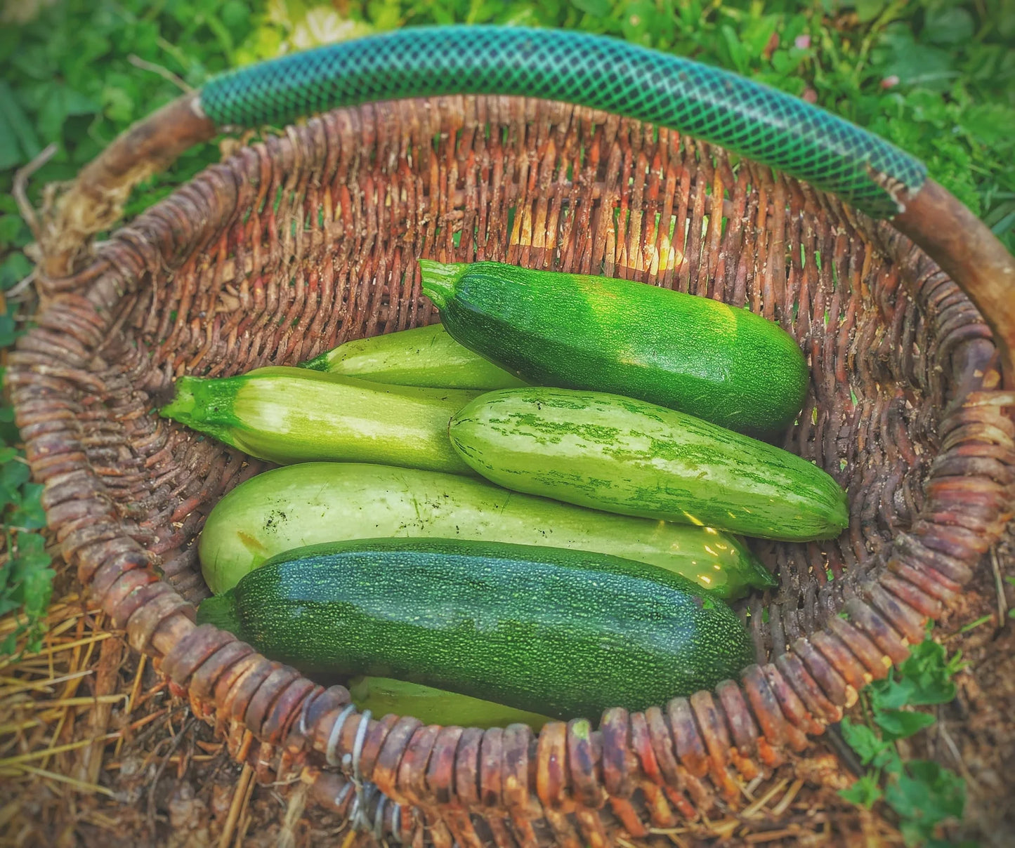 Safari – Zucchini Squash Seed
