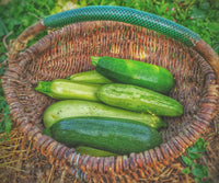 Safari – Zucchini Squash Seed