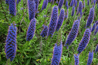 Echium- Pride of Madiera