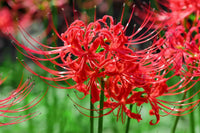 Japanese Spider Lily