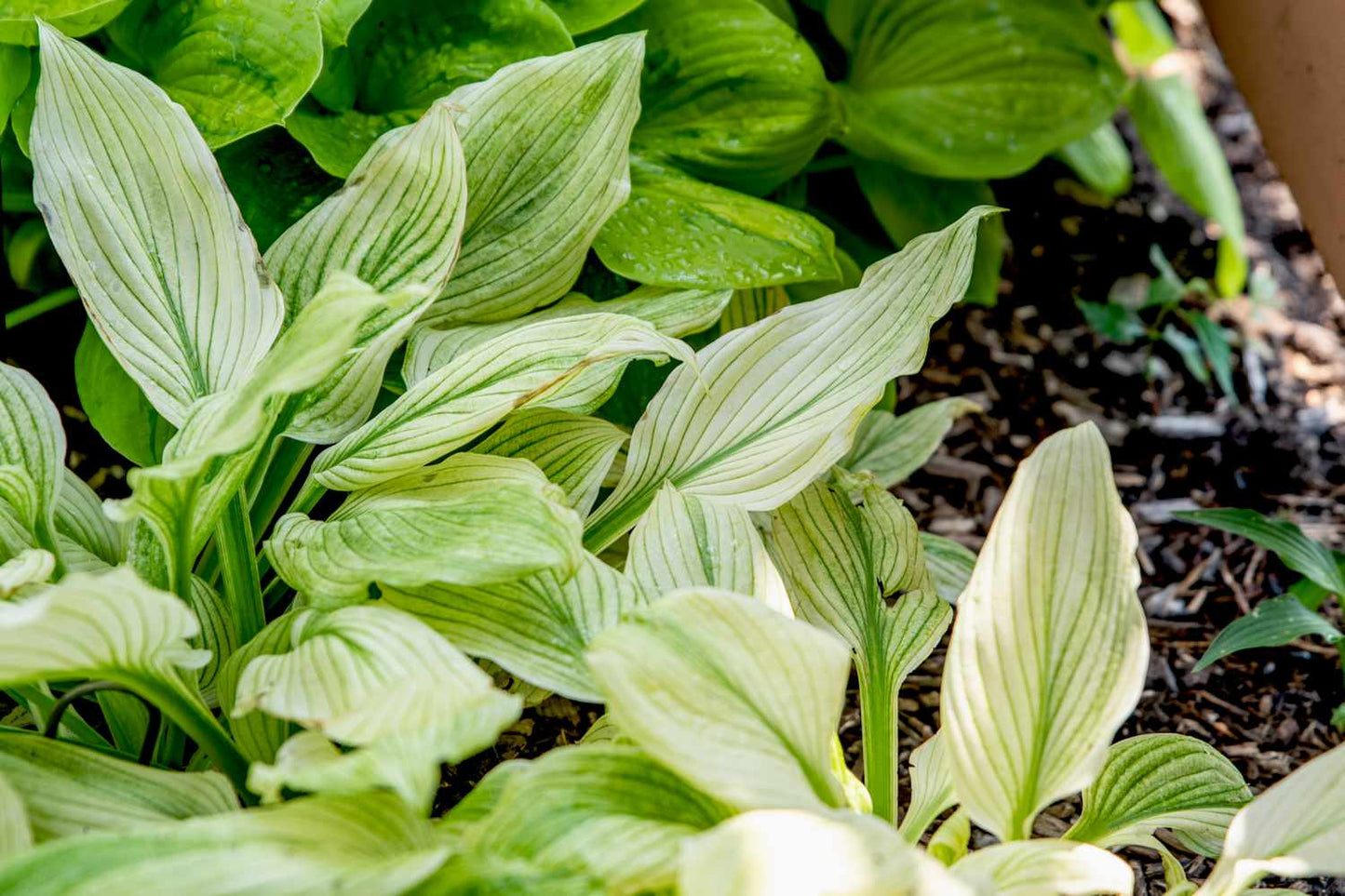 Improved White Feather Hosta