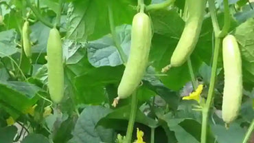 Cucumber- Redlands Long White