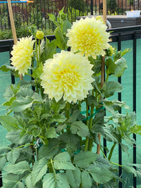 Kelvin Floodlight Dahlia