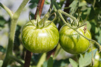 Green Zebra – Organic Tomato Seed