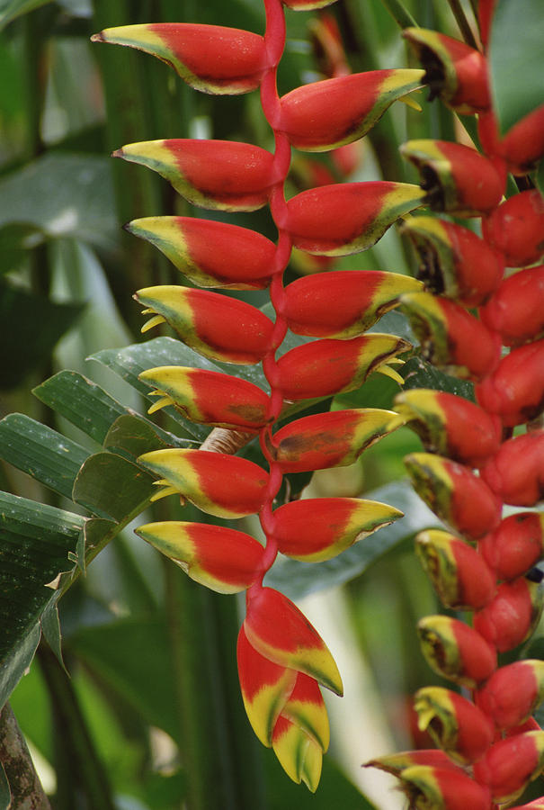 Heirloom Heliconia Harlingii Flower Seeds – Non-GMO Seeds for Tropical Garden Planting