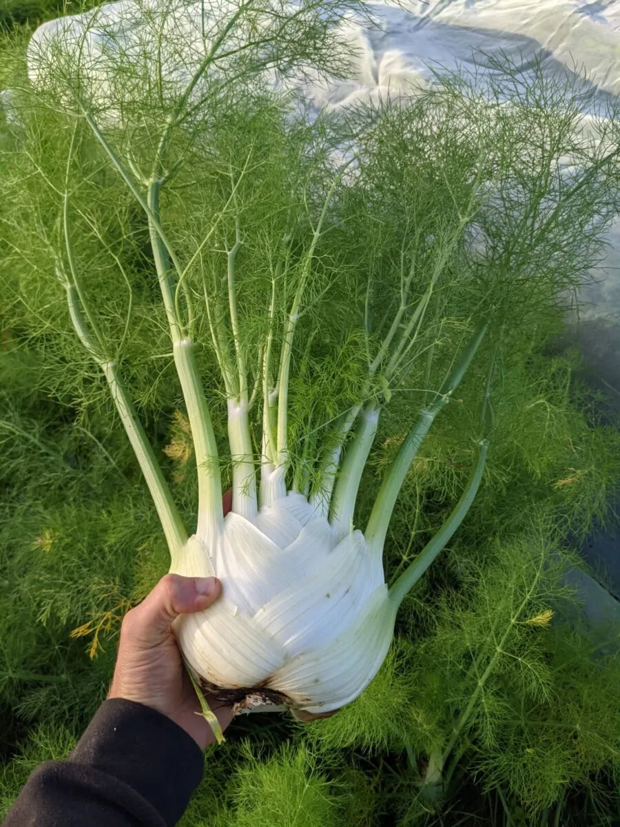 Preludio – Fennel Seed