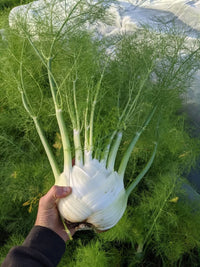 Preludio – Fennel Seed