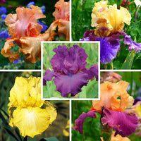 Showtime Bearded Iris Collection