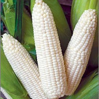 Corn, Maize- Silvermine